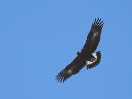 Vultur hp 2 
